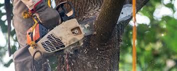Best Hazardous Tree Removal  in Boswell, PA