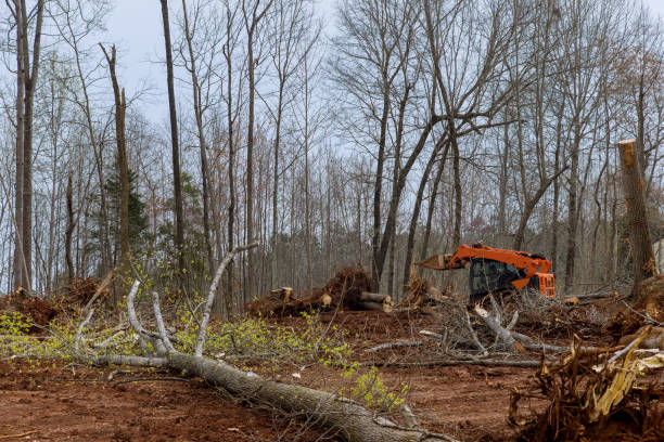 Professional Tree Care in Boswell, PA