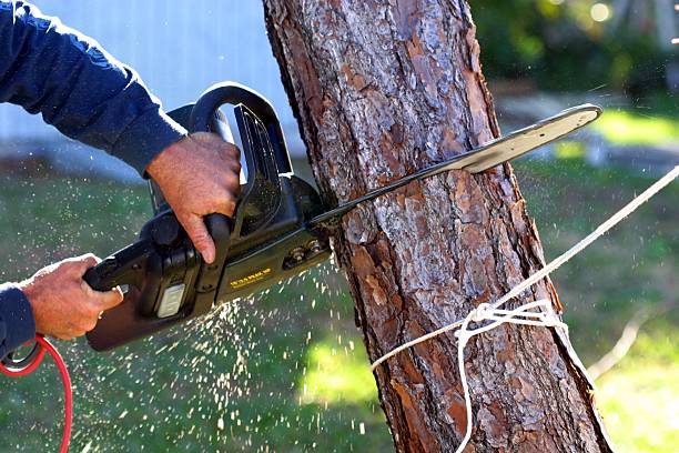 How Our Tree Care Process Works  in  Boswell, PA