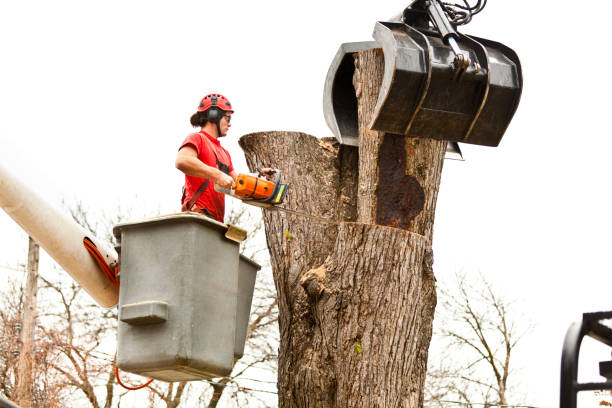 Trusted Boswell, PA Tree Care Experts
